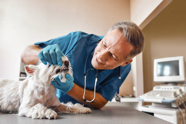 Best Emergency Tooth Extraction in Cherokee, NC